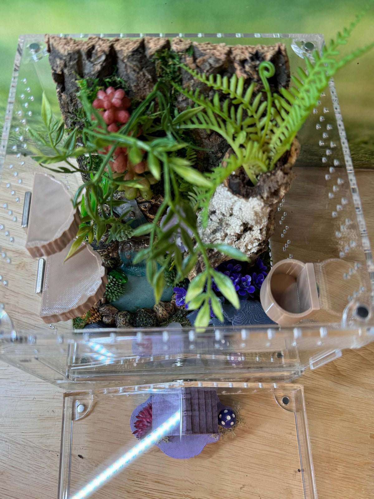 Decorated Acrylic Jumping Spider Enclosure, Magnetic Top and Front Opening Habitat, Large, 5.75x5.75x8