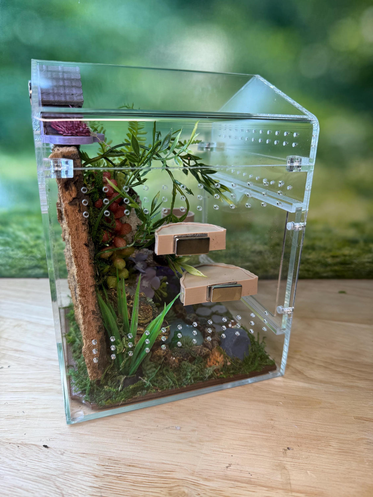 Decorated Acrylic Jumping Spider Enclosure, Magnetic Top and Front Opening Habitat, Large, 5.75x5.75x8